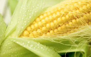 Monkada / Монкада