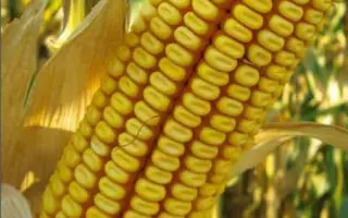 Monumental / Монументал