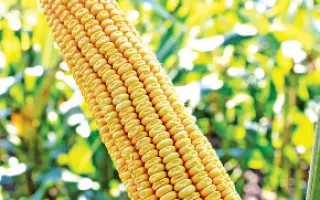 MT Matado / МТ Матадо