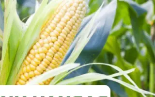 NK Kansas / НК Канзас