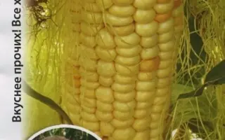 NK Nekta / НК Некта