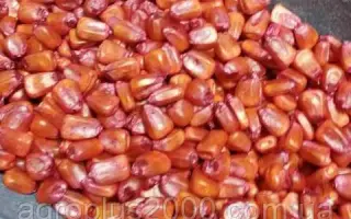 Овідій 295 МВ