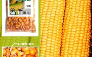 Одесская 10 / Одеський 10