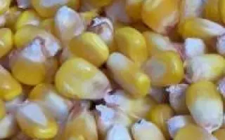 Одесский 411С / Одеський 411 С