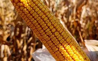 Одесский силосный 190 МВ / Одеський силосний 190 МВ