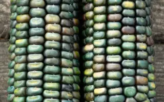 Occitan / Оксітан