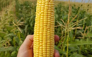 Олегів 286 СВ