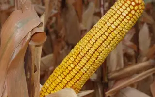 Пам'ять Чупікова