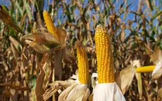 PAN 350 / ПАН 350