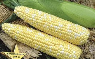 PANVINIO / ПАНВІНІО