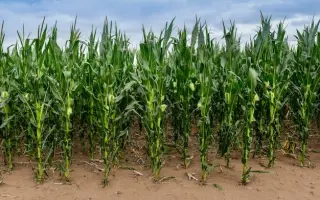 PATAGONIA / ПАТАГОНІЯ