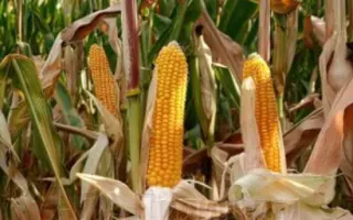 Пивдень 480 СВ / Південь 480 СВ