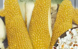 Pincki CS / Пінкі КС