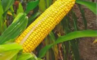 PR35F38 / ПР35Ф38