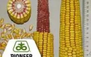 PR37D25 / ПР37Д25