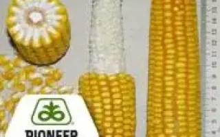 PR37F73 / ПР37Ф73