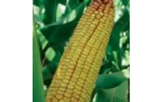 PR38R92 / ПР38Р92