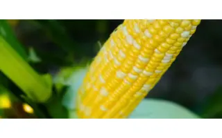 Pralinia / Пралінія