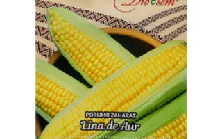 Renoso / Ренозо