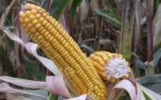 Розівський 311 СВ