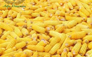 Світанок МВ