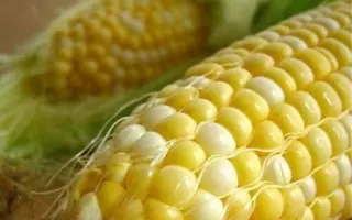 SY Delvan / СИ Дельван