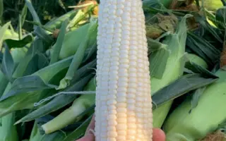 SY Nickel / СИ Нікель