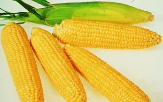 SY Topman / СИ Топмен