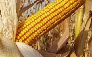 SL Bahato / СЛ Багато