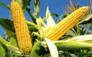 Слобожанський МВ