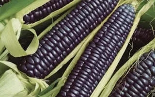 Taxxoa / Такксоа