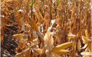 FESTAL / ФЕСТЕЛ