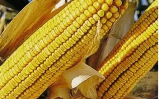 Fructis / Фруктіс