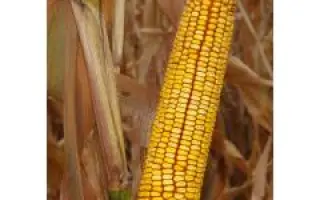 Харківський 195 МВ