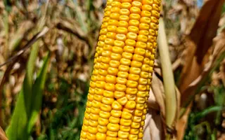 Харьковский 199 МВ / Харківський 199 МВ