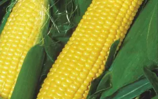 Харьковский 221 СВ / Харківський 221 СВ