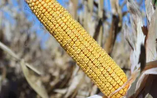 Харьківський 294 МВ / Харківський 294 МВ