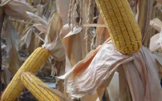 Харьківский 311 МВ / Харківський 311 МВ