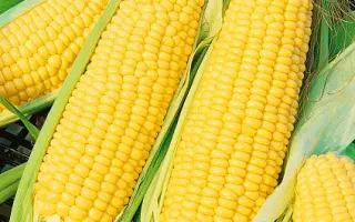 Hendrixx / Хендріккс