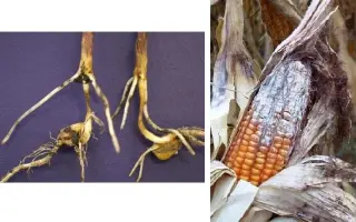 ZESARIUS / ЦЕЗАРІУС