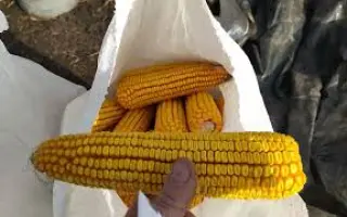 CE 205-S / ЦЄ 205-С