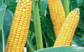 CODM3318 / ЦОДМ3318