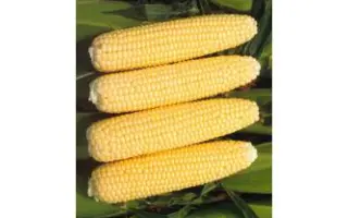 Challenger / Челленджер