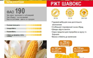 CHAVOXX / ШАВОКС