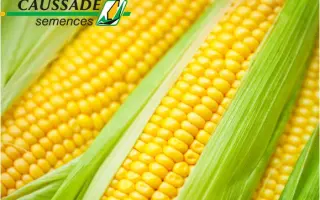 Schobbi CS / Шоббі КС