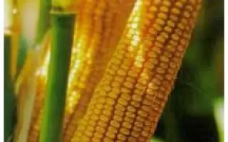 Яровець 243 МВ