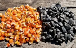 SUM 1088 / CУМ 1088