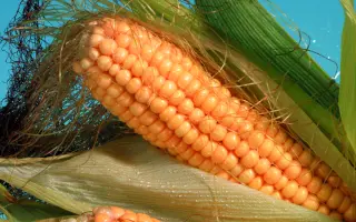 Дніпровський 929