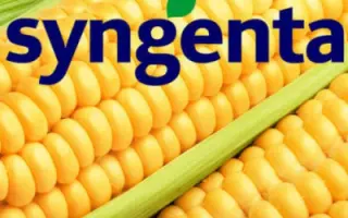 Suringo / Сурінго