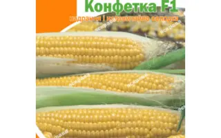 KONFIRMAS / КОНФІРМАС